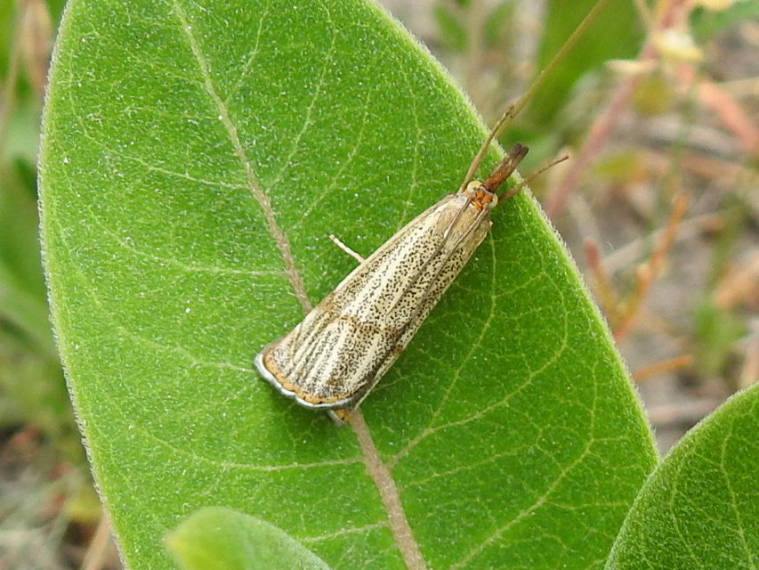 Thisanotia chrysonuchella - tavaszi fűgyökérmoly