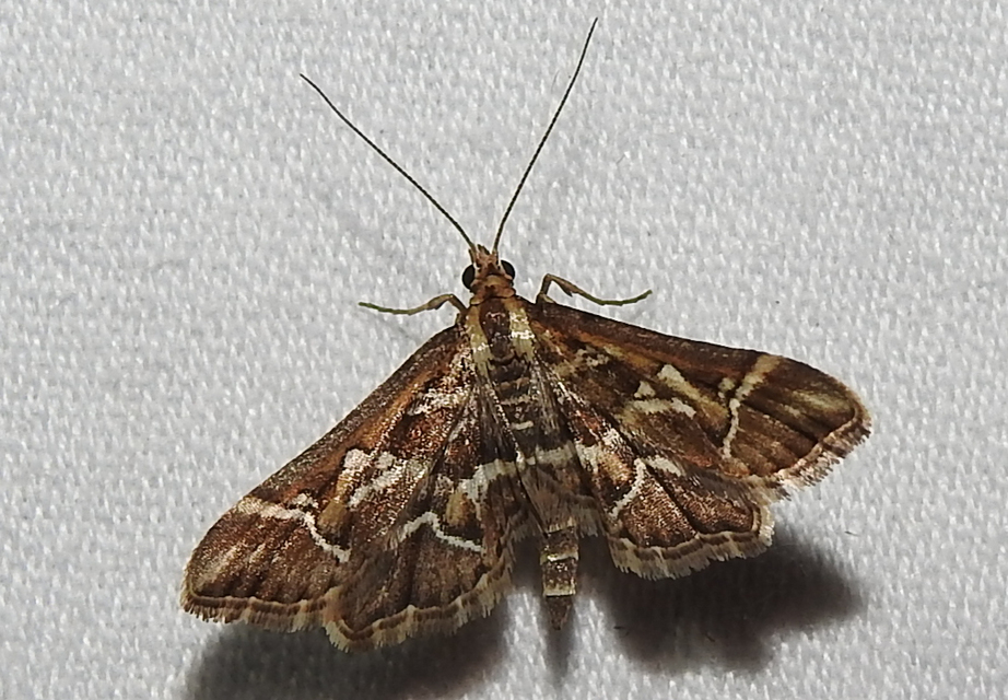 Diasemia reticularis - betűmintás tűzmoly