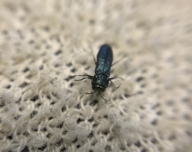 Agrilus delphinensis - kosárfűz-karcsúdíszbogár