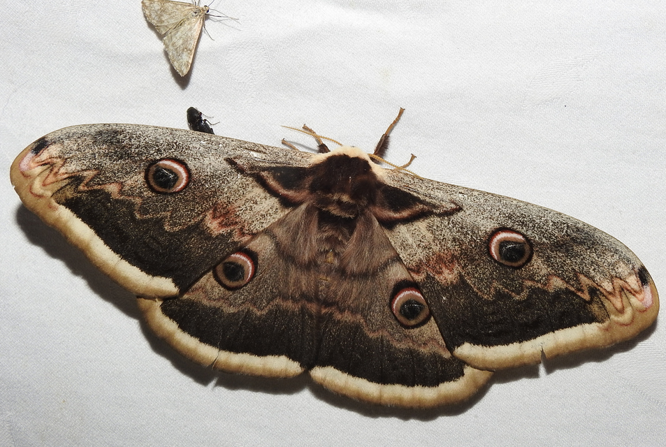 Saturnia pyri - nagy pávaszem
