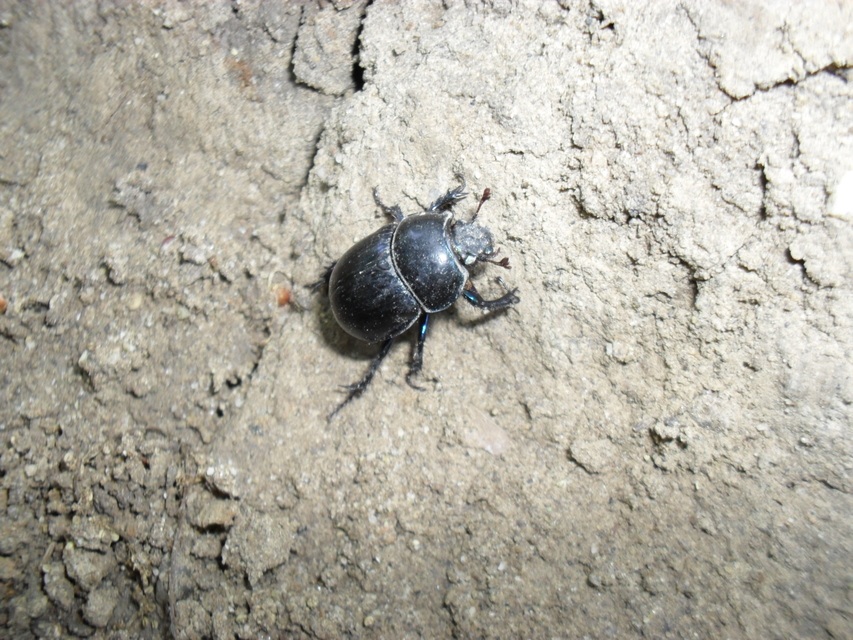 Anoplotrupes stercorosus - erdei álganéjtúró