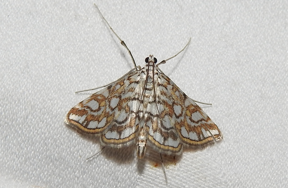 Elophila nymphaeata - tarka vízimoly