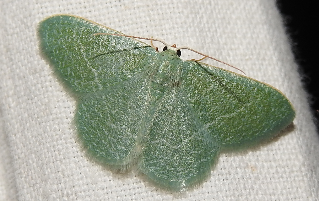 Phaiogramma etruscaria - fehérpettyes zöldaraszoló