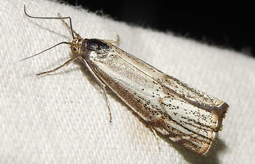 Thisanotia chrysonuchella - tavaszi fűgyökérmoly