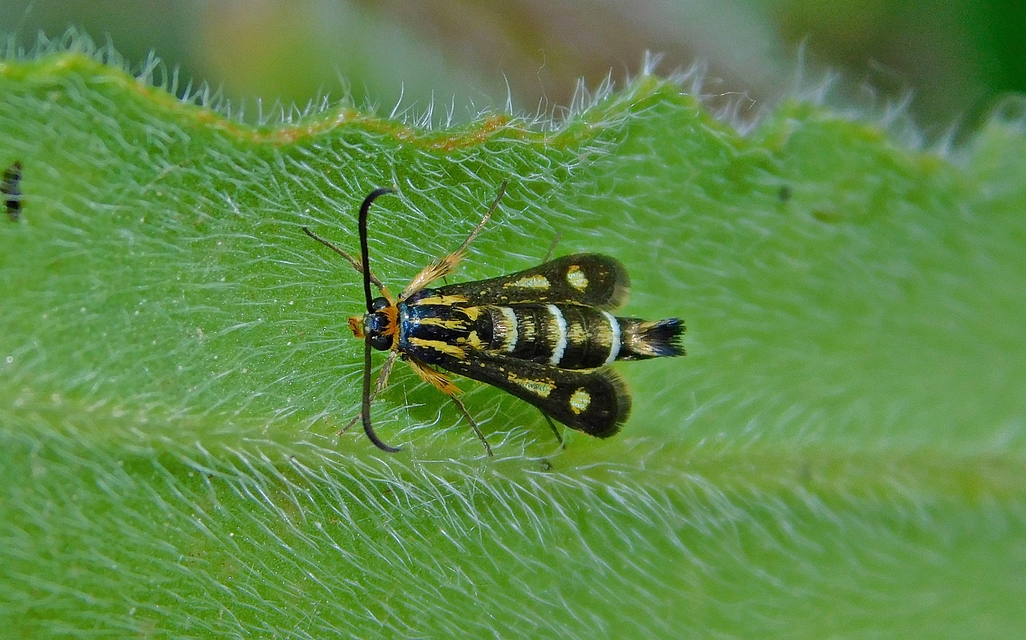 Sesiidae - szitkárfélék