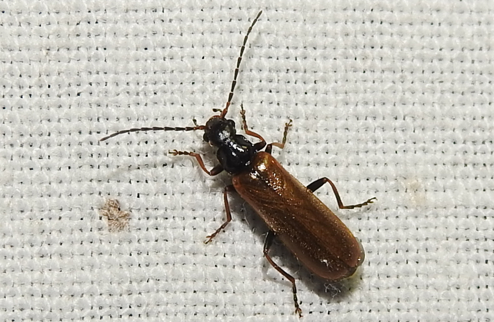 Rhagonycha femoralis - harisnyás lágybogár