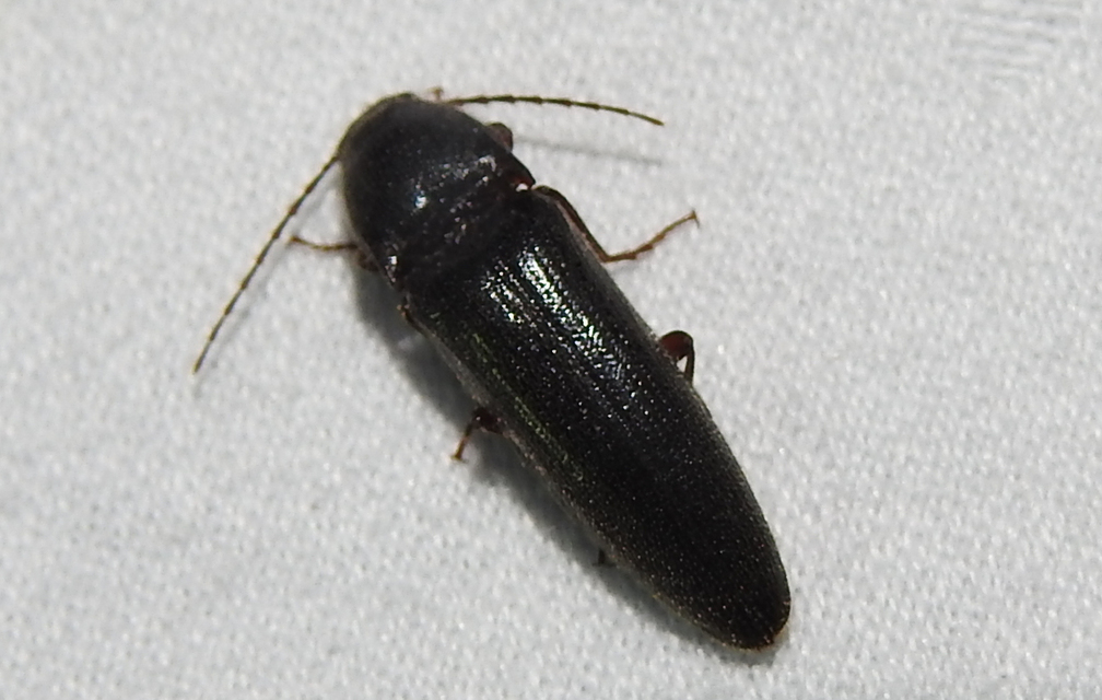 Melanotus