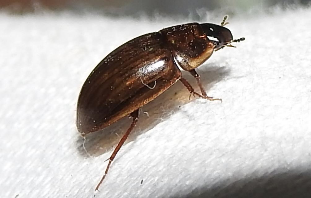 Enochrus