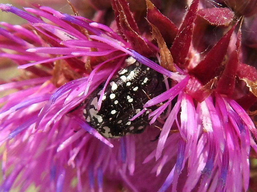Oxythyrea funesta - sokpettyes virágbogár