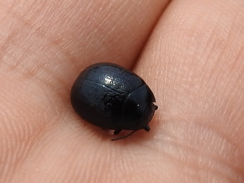 Chrysolina haemoptera - mezei levélbogár