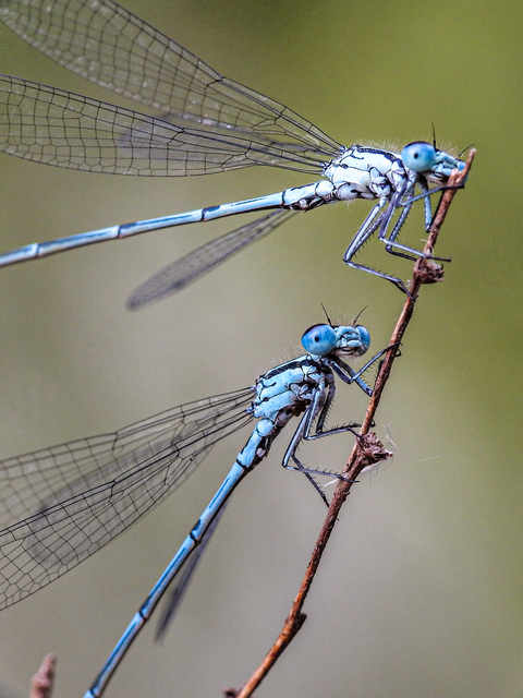 Coenagrion puella - azúrkék légivadász