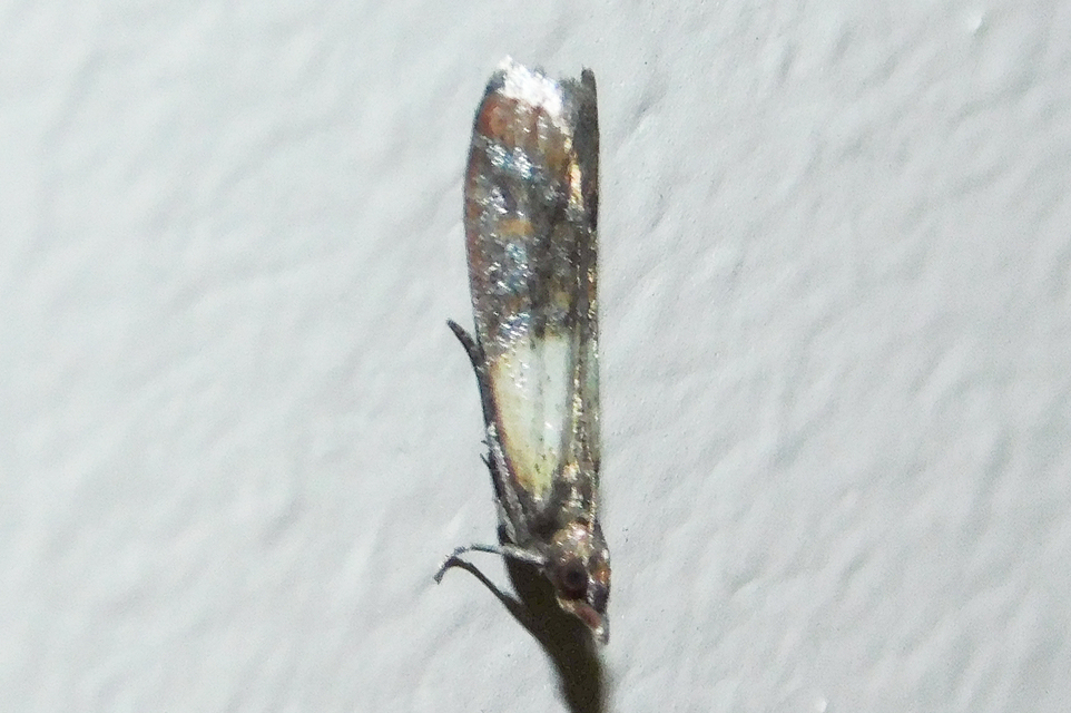 Plodia interpunctella - aszalványmoly