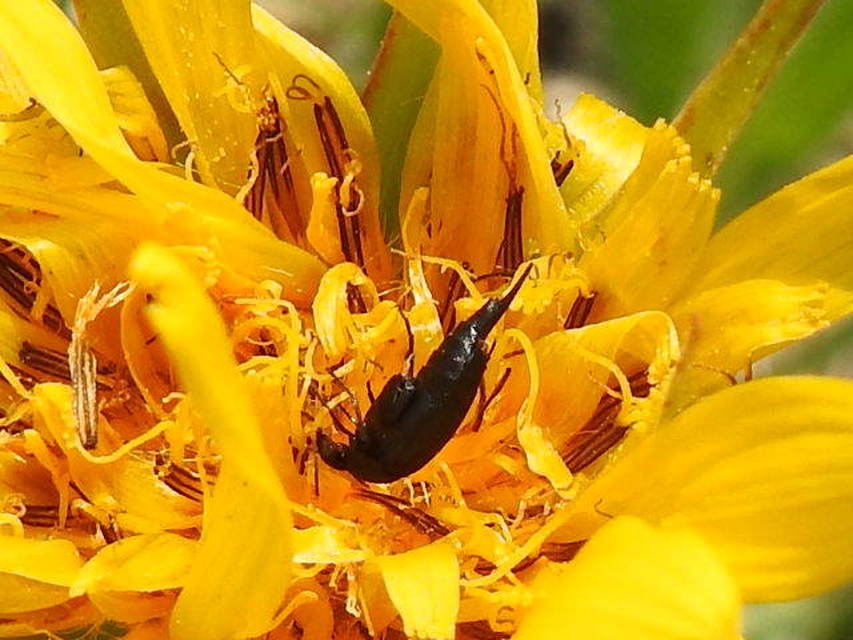 Mordellidae - marókafélék