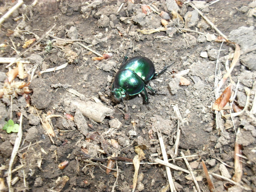 Trypocopris vernalis - tavaszi álganéjtúró