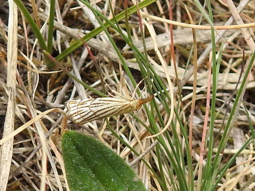 Chrysocramboides craterella - rácsos fűgyökérmoly