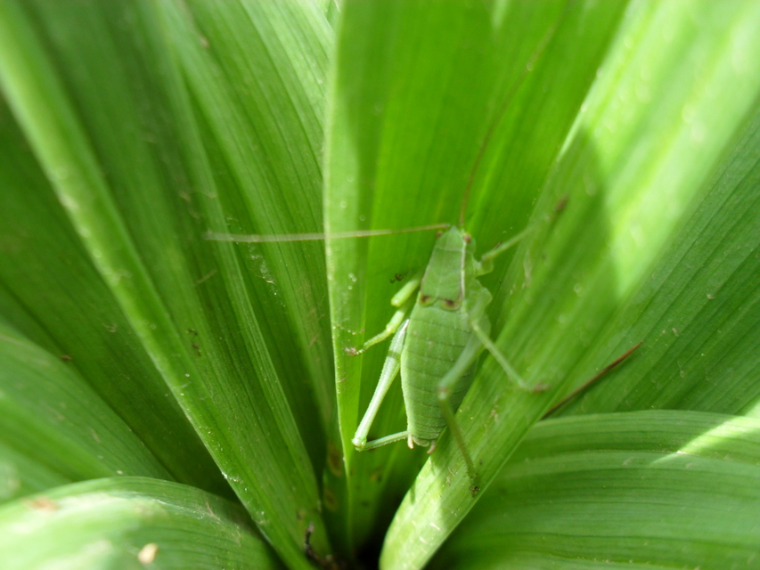 Isophya kraussii - erdei tarsza