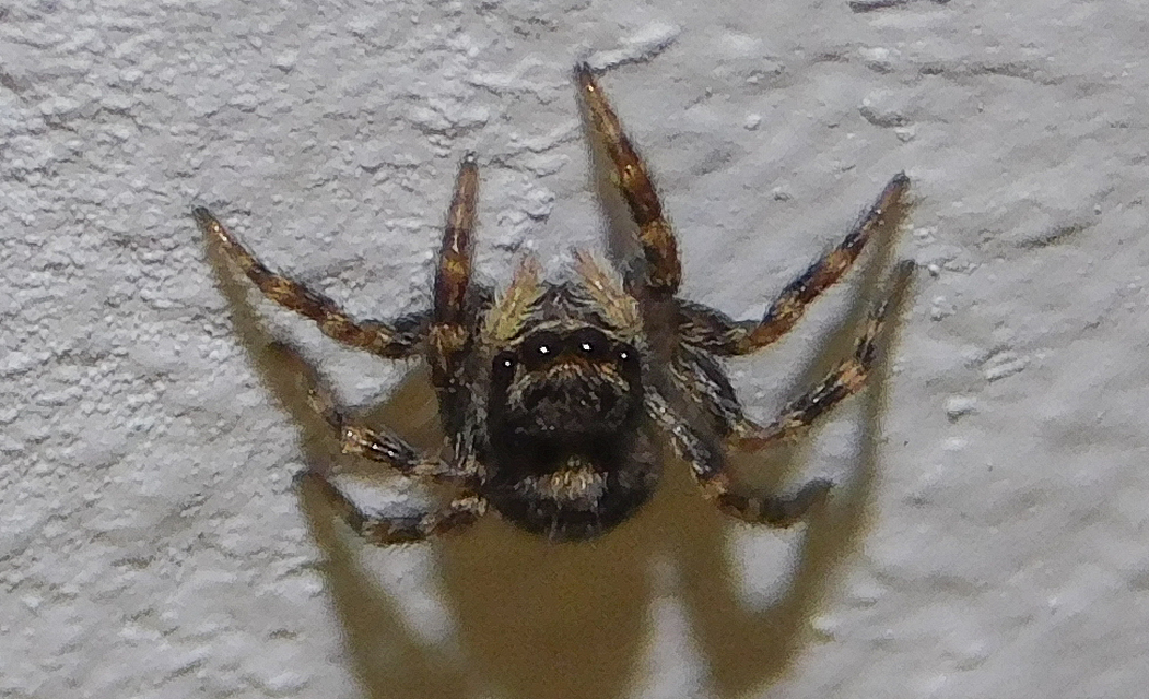Pseudeuophrys