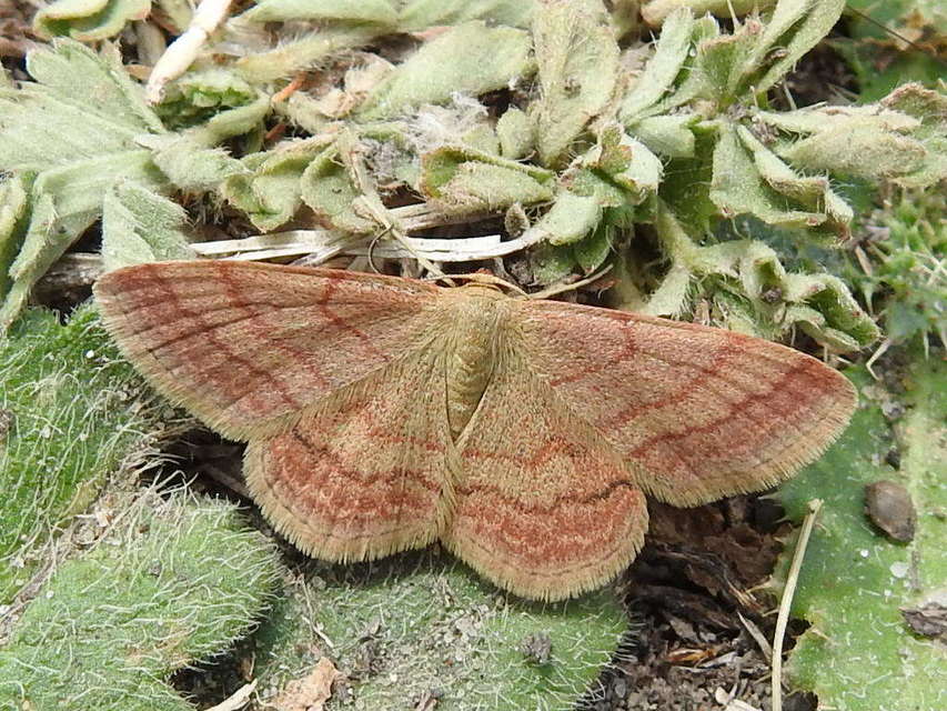 Scopula rubiginata - réti pirosaraszoló