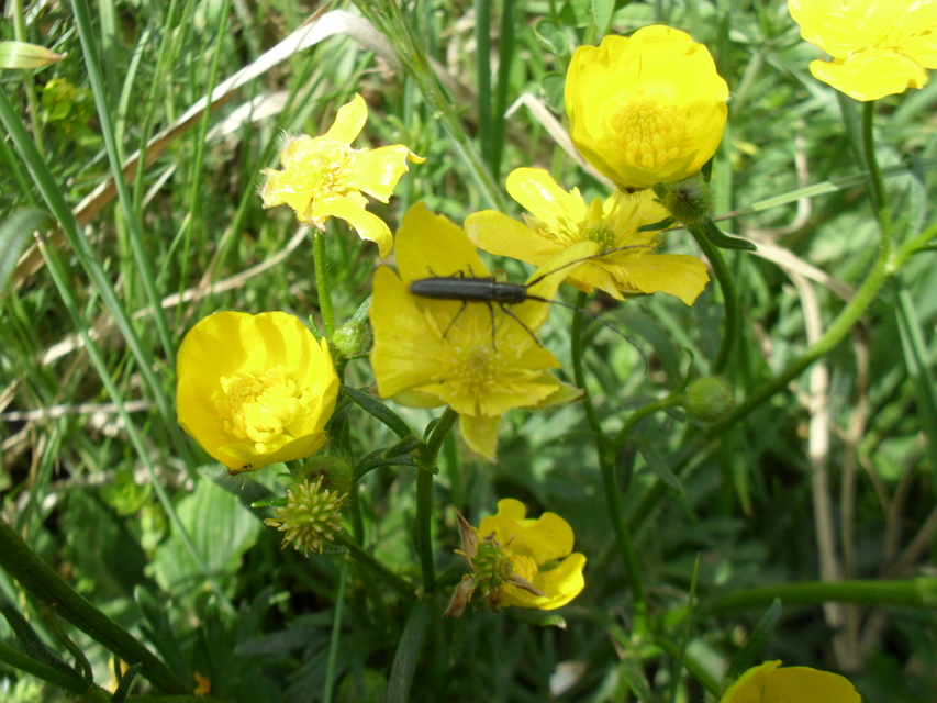 Agapanthia cardui - sávos bogáncscincér