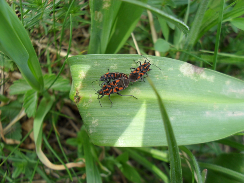 Spilostethus saxatilis - virágbodobács
