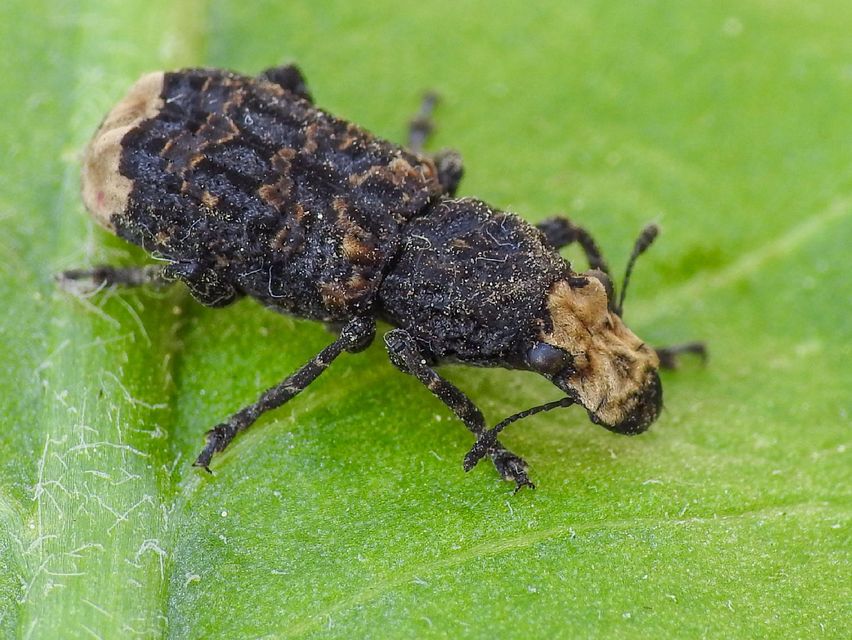 Platyrhinus resinosus - nagy orrosbogár