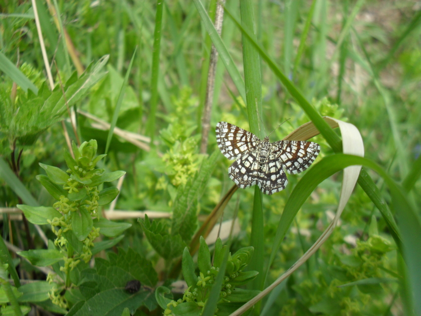 Chiasmia clathrata - rácsos rétiaraszoló