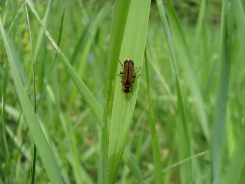 Cantharis terminata