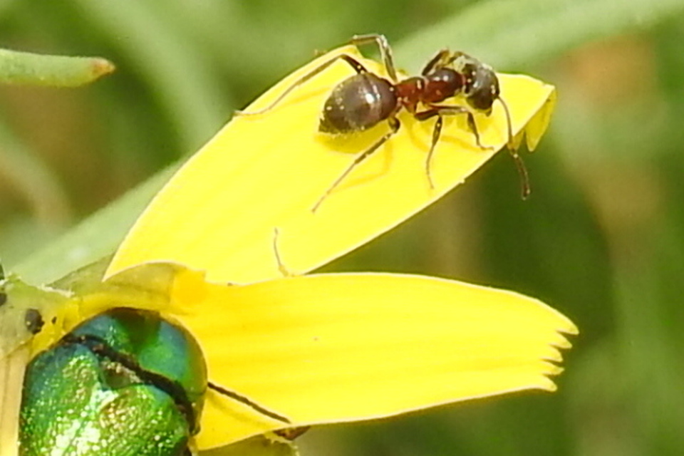 Lasius