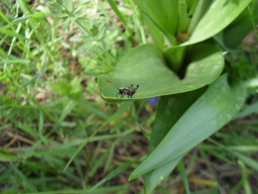 Pholidoptera griseoaptera - szürke avarszöcske