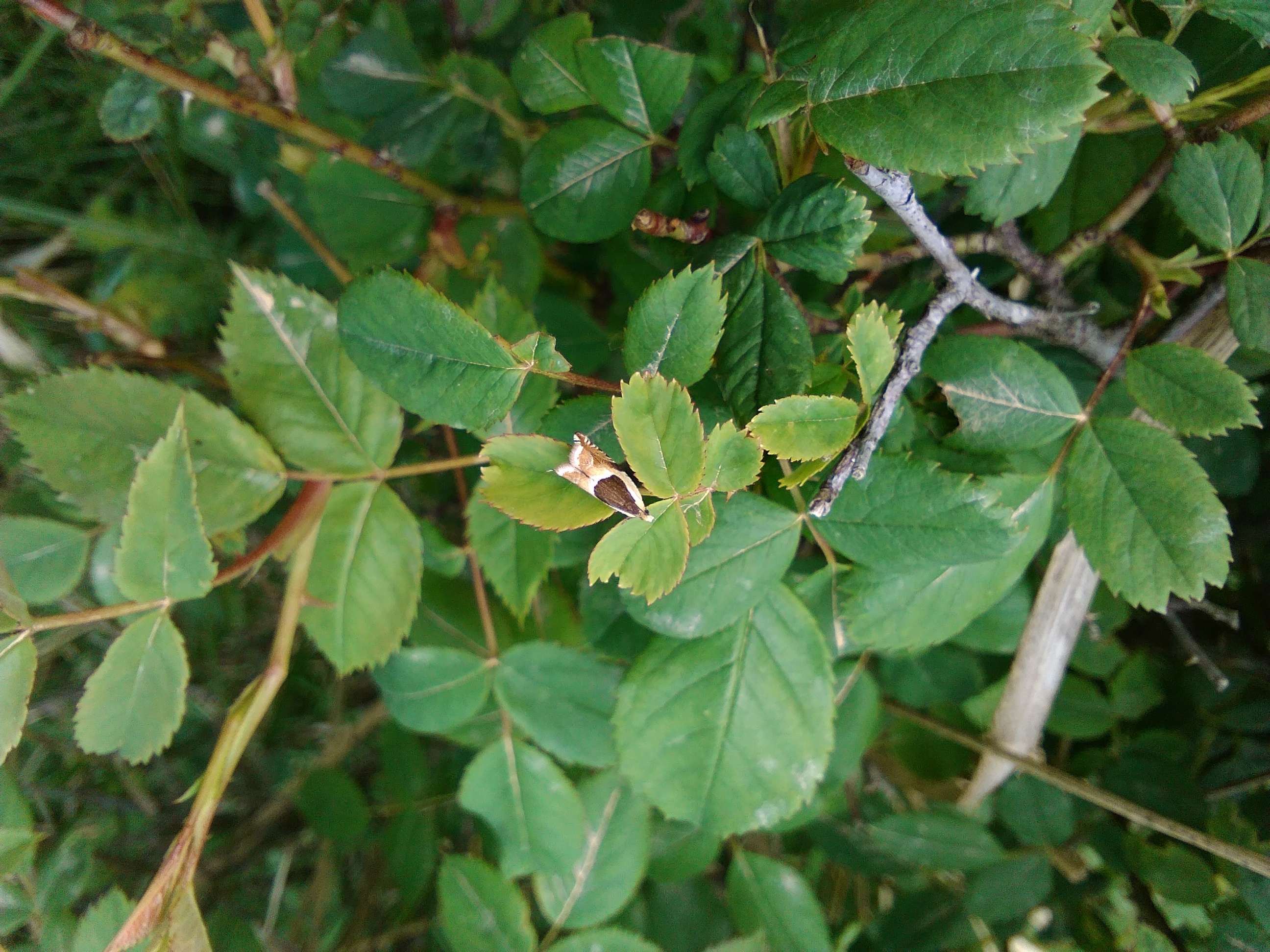 Ancylis