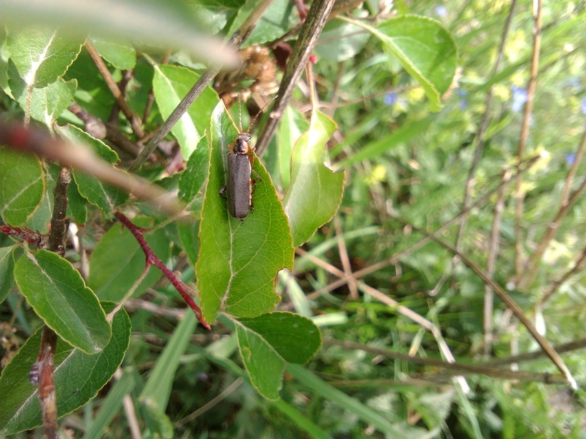 Cantharis nigricans - feketéllő lágybogár