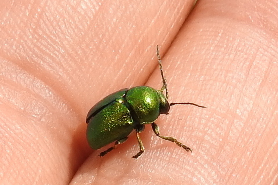 Cryptocephalus sericeus - nagy fészkesbogár