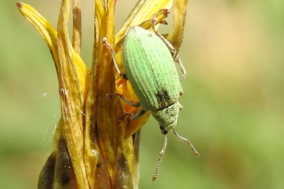 Phyllobius virideaeris - halványzöld levélormányos