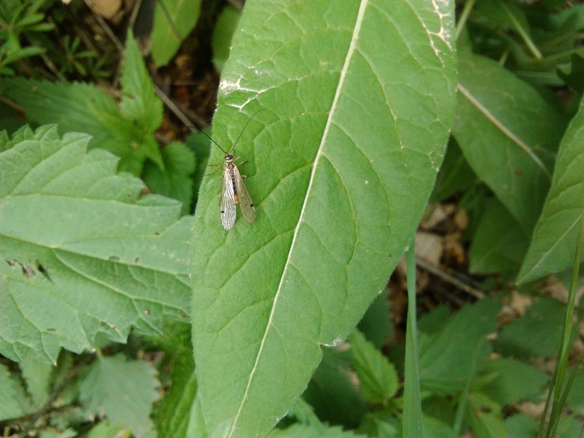 Panorpa alpina