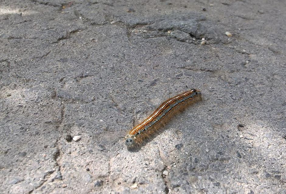 Malacosoma neustria - gyűrűsszövő