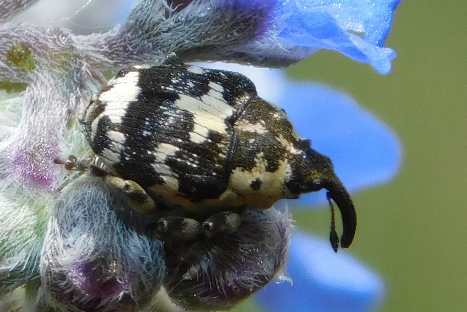 Mogulones gibbicollis - nagyfogú tarkaormányos