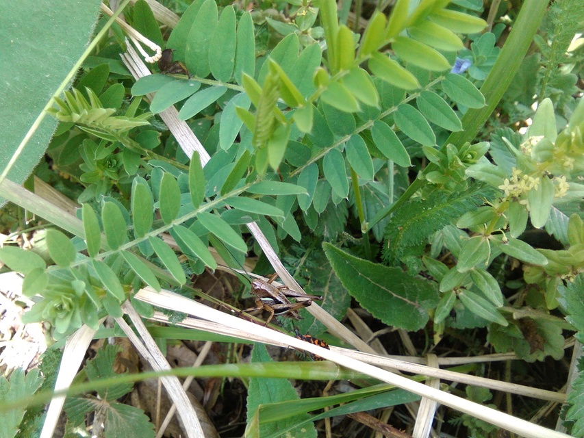 Pholidoptera aptera - nagy avarszöcske