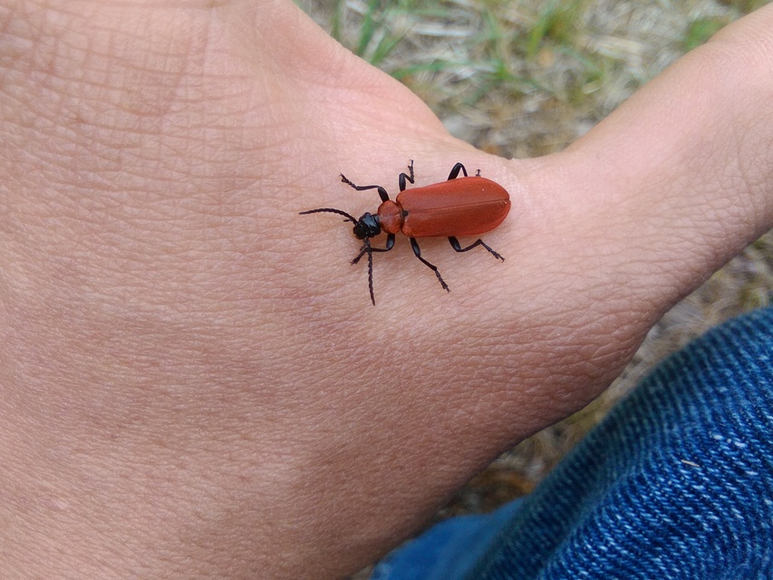 Pyrochroa coccinea - nagy bíborbogár