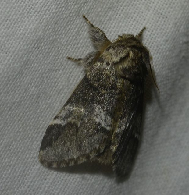 Drymonia dodonea - bélyeges púposszövő