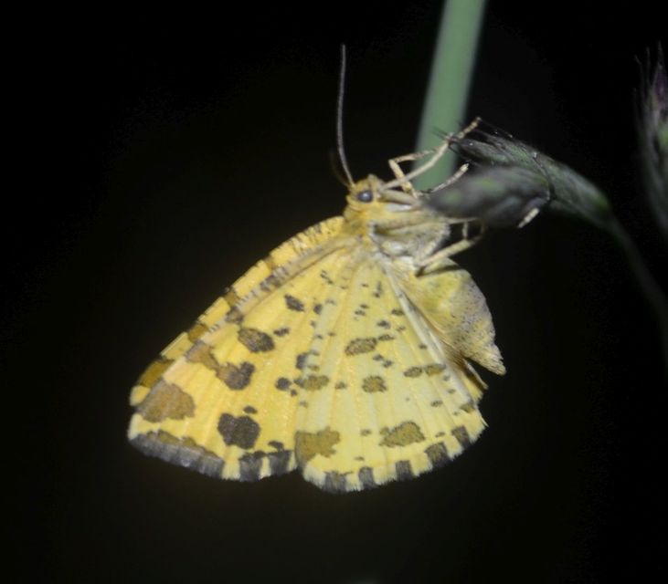 Pseudopanthera macularia - párducfoltos araszoló