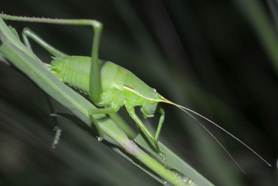 Isophya costata - magyar tarsza