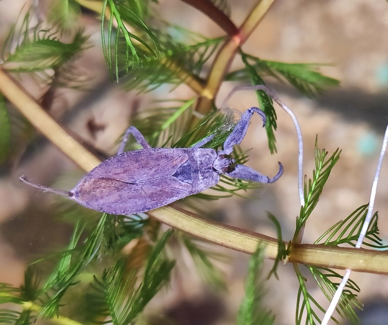 Nepa cinerea - víziskorpió