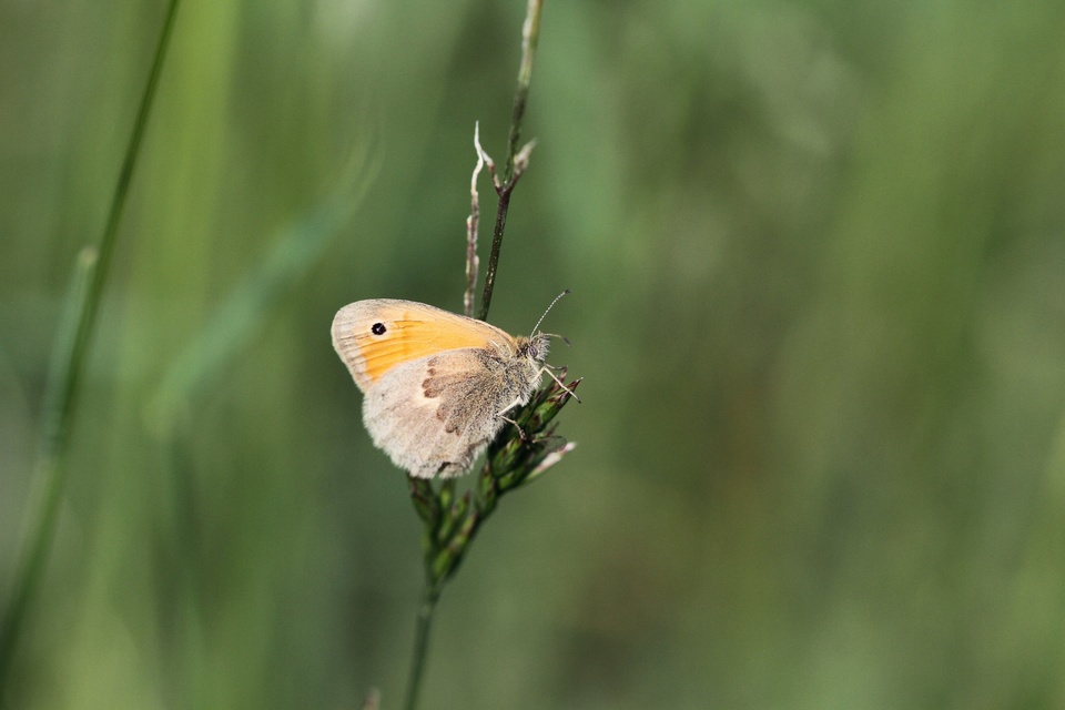 Coenonympha pamphilus - kis szénalepke