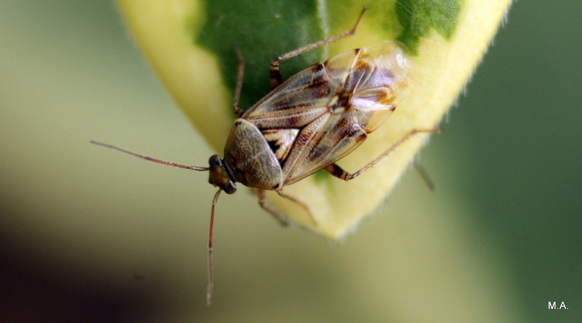 Lygus pratensis - változó mezeipoloska