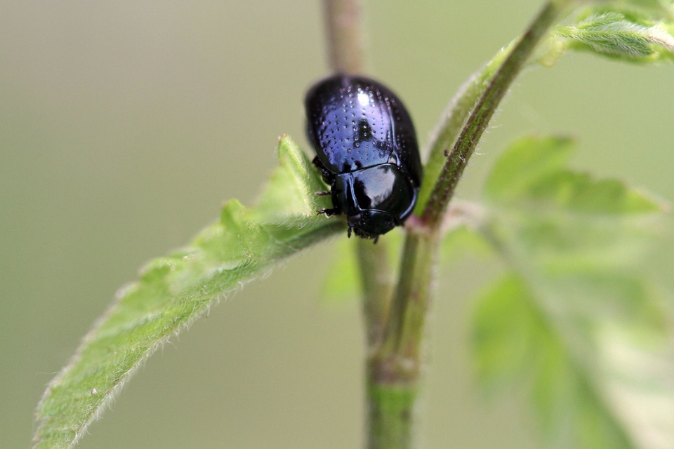 Chrysolina oricalcia - bronzos levélbogár