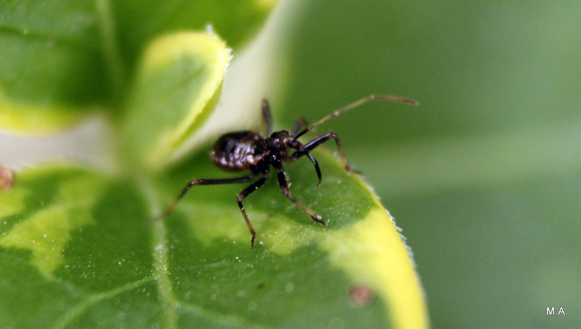 Himacerus