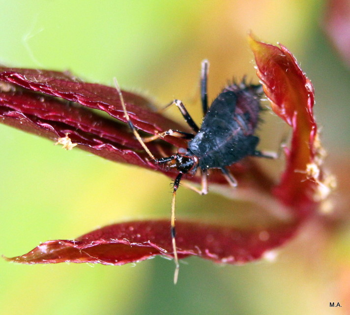 Deraeocoris ruber - vöröses mezeipoloska