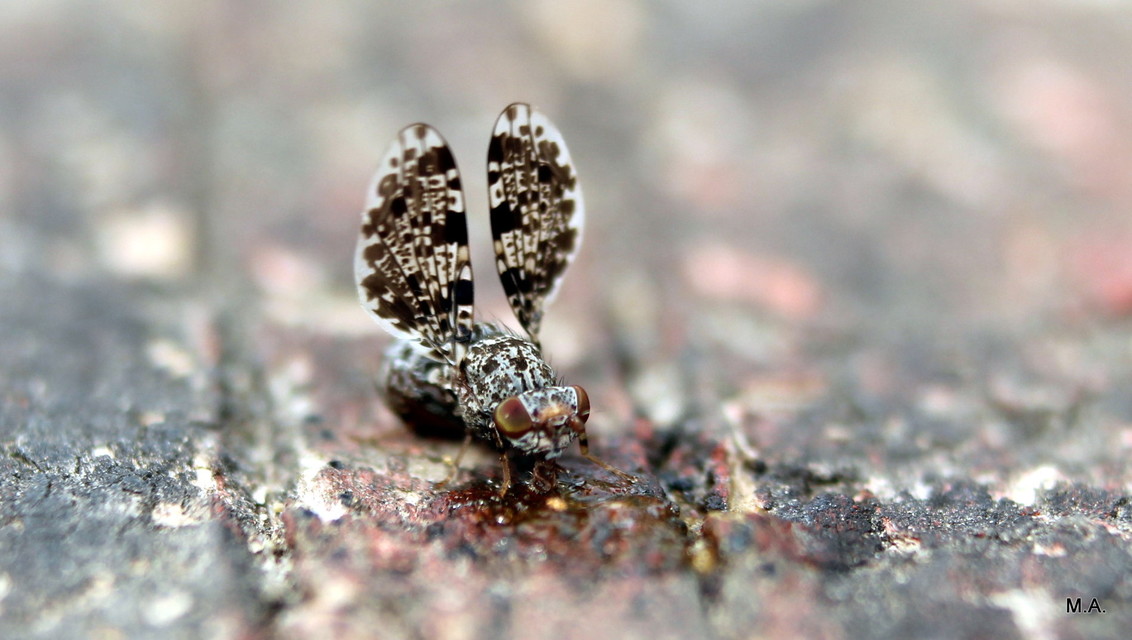 Callopistromyia annulipes - pávalégy