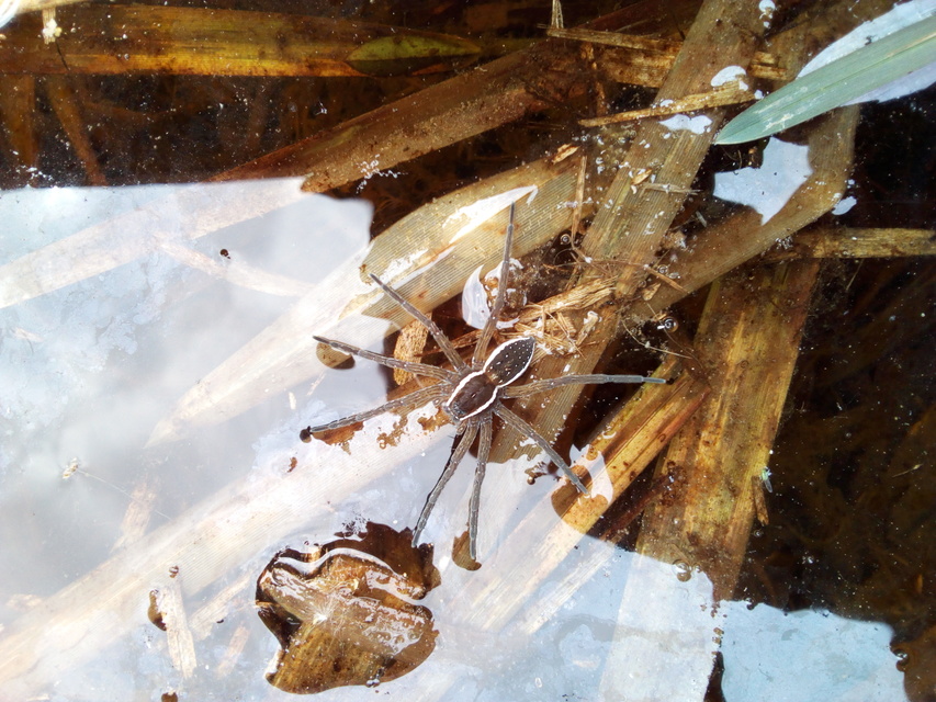 Dolomedes plantarius/fimbriatus