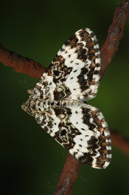 Epirrhoe tristata - gyászos tarkaaraszoló
